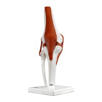 Articulação do joelho (Modelo funcional)